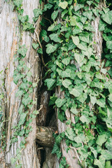 Ivy on tree trunk