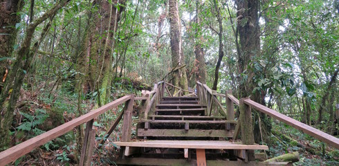 stairways going up through the forest