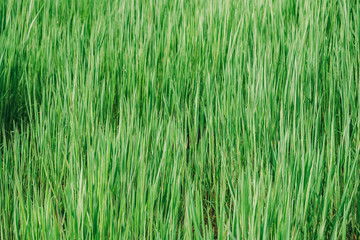Obraz na płótnie Canvas Grass background