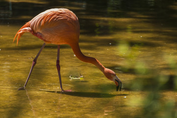 Flamenco de Cuba feeding