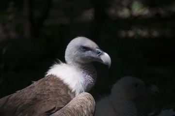 Closeup of a griffon vulture