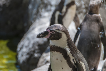 Naklejka premium Pingüino de Humbolt (Spheniscus humbolti)