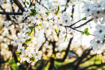 Flowering trees in the garden