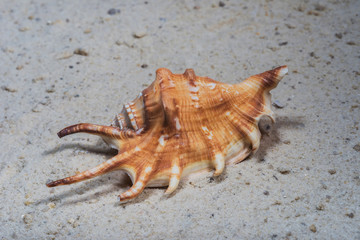 Fototapeta na wymiar seashells marine- Lambis scorpius