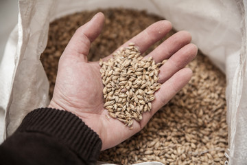 Malt grains in man's hand. Beer production