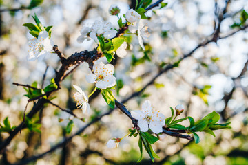 Flowering trees in the garden