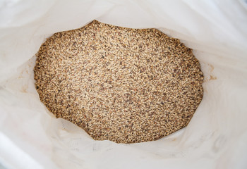 Malt grains background. Ingredient for beer production 