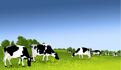 Herd of cows at green field