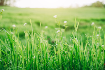 Grass background