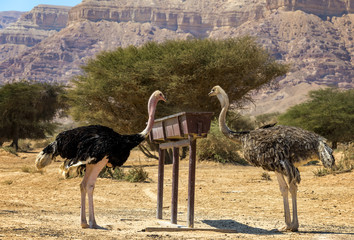 Female and male of African ostrich (Struthio camelus) in nature reserve park, 35 km north of Eilat, Israel