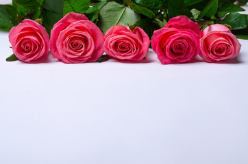 Pink roses isolated on white background with copy space.