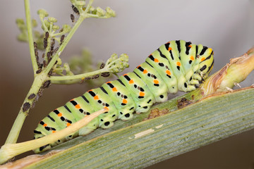 Caterpillar of a machaon