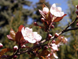 beautiful sakura in the spring.