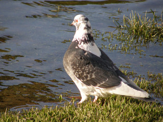 Dove Pigeon. beautiful bird.