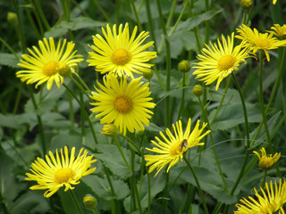 Very beautiful tropical flowers.