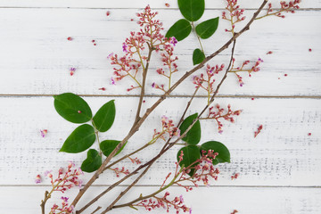 Pink star fruit flowers with branch and green leaves on white wood background from top view
