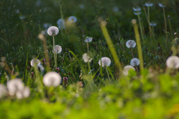 Obraz premium Dandelion green grass on spring meadow