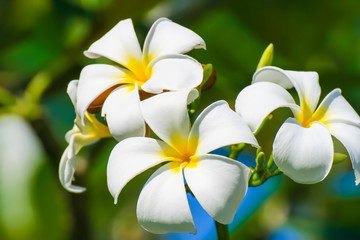 Franjipani
