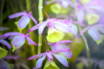 Orchid flower and green leaves background with sunlight in garden.