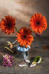 Still-life gerbera