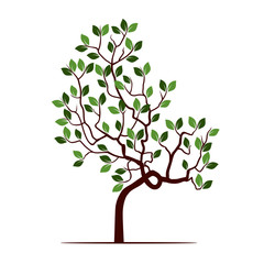 Color Tree with Leafs. Vector Illustration.