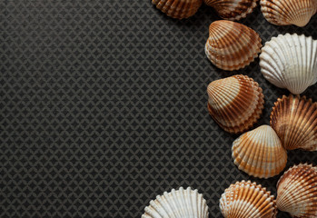 Large and small sea shells as border on grey ground