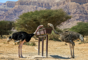 Female and male of African ostrich (Struthio camelus) in nature reserve park, 35 km north of Eilat,...