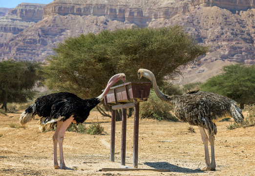 Female and male of African ostrich (Struthio camelus) in nature reserve park, 35 km north of Eilat, Israel