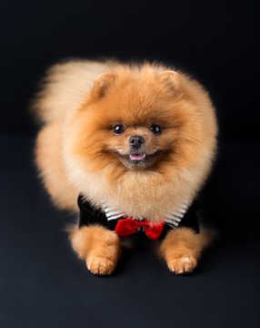 Pomeranian dog in a suit with a red butterfly on dark background. Portrait of a dog in a low key