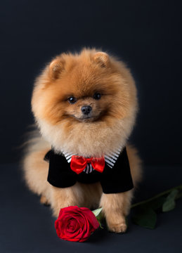 Pomeranian dog in a suit with a red rose on dark background. Portrait of a dog in a low key