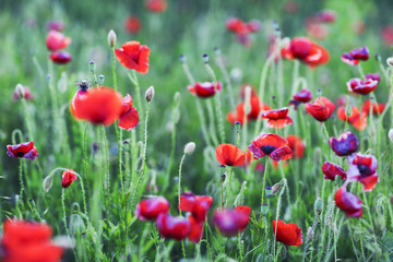 Obraz na płótnie Canvas Red poppies field