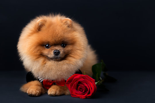 Pomeranian dog in a suit with a red rose on dark background. Portrait of a dog in a low key