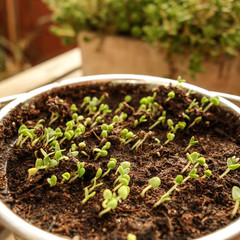 Gardening