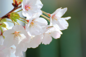 Cherry Blossom or Sakura flower on nature background