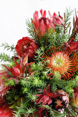 Protea Flowers