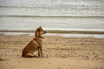 Dog seating on sandy beach