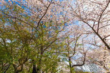 Sakura full bloom on tree branch in park against blue sky