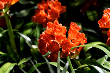 Orange Clivia Miniata over black