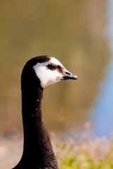 Branta leucopsis, close-up