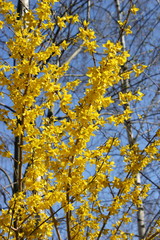 Ostern: Blühende Forsythie in einem Garten