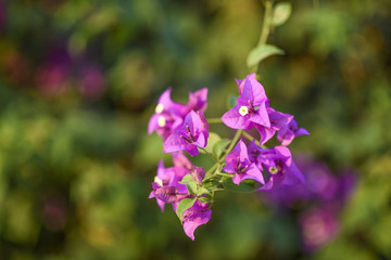 Bougainvillea flower. Thailand