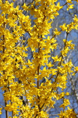 Zierstrauch: Forsythie mit Blüten