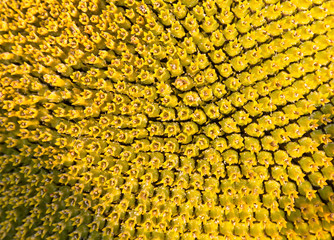 Sunflower head closeup with green seeds.