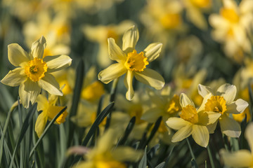 daffodil flowers closeup