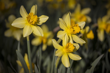 Obraz premium daffodil flowers with sunshine effect in beautiful warm color harmony