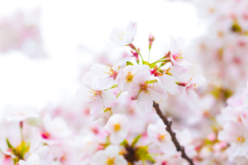 Fototapeta na wymiar Beautiful japanese cherry blossom sakura close up