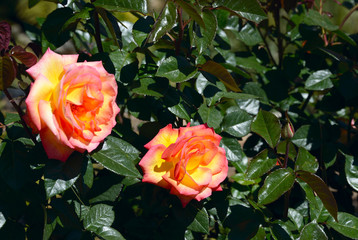 Tangerine rose blossoming in the garden
