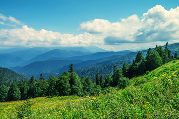 Scenic view of mountain meadow