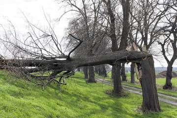 BAum abgebrochen Windbruch