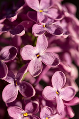 Closeup macro of purple lilac flower on the sunny brightness